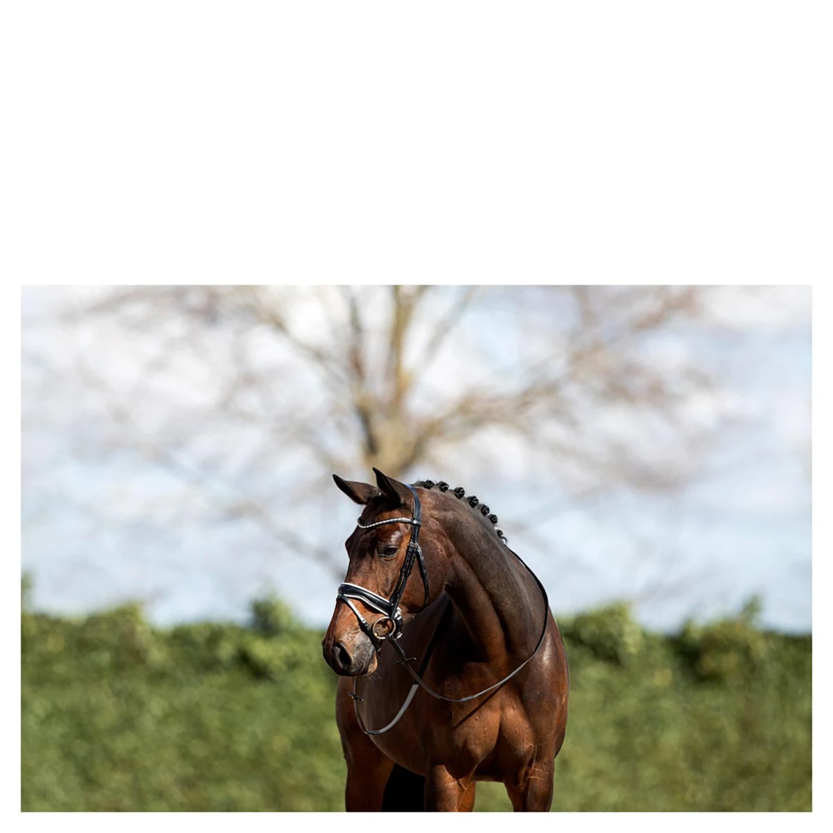 Hoofdstel Anky ATH16002 Zwart-wit 2 Hoofdstel Anky ATH16002 Zwart-wit - Afbeelding 2