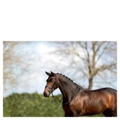 Hoofdstel Anky ATH16002 Zwart-wit 6 Hoofdstel Anky ATH16002 Zwart-wit -Paardenbenodigdheden Winkel hoofdstel anky ath16002 zwart wit 1500x1500 182882