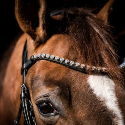 Hoofdstel HB Special Guy Zwart 9 Hoofdstel HB Special Guy Zwart -Paardenbenodigdheden Winkel hoofdstel hb special guy zwart 1500x1500 146331