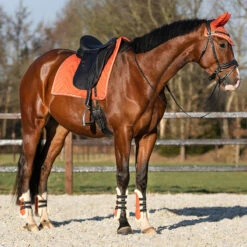 Peesbeschermers QHP Menton Oranje -Paardenbenodigdheden Winkel peesbeschermers qhp menton oranje 1500x1500 186866