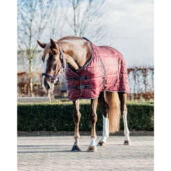 Staldeken QHP Collection 200gr Rood -Paardenbenodigdheden Winkel staldeken qhp collection 200gr rood 1500x1500 162682