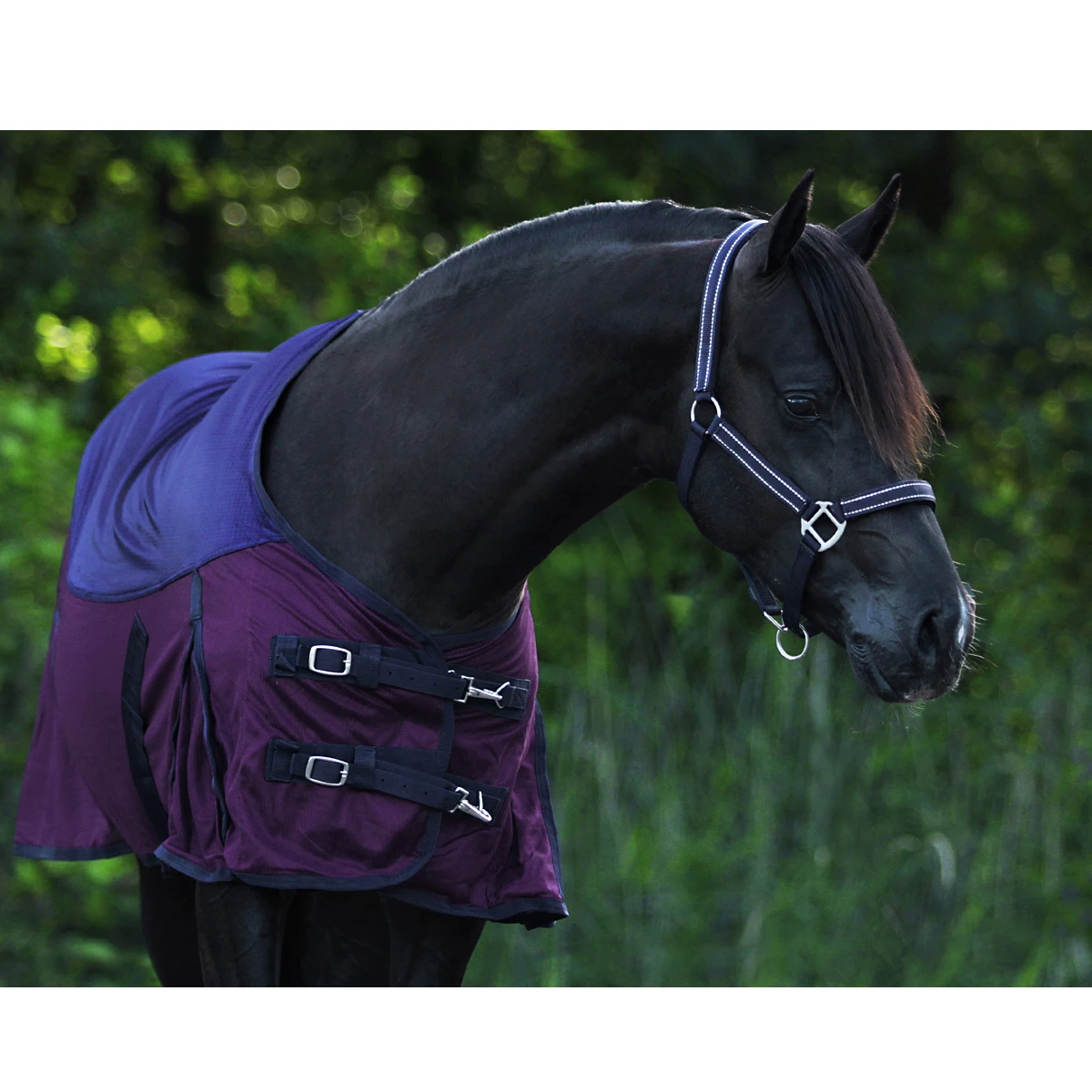 Vliegendeken Horsegear Catus Donkerblauw-paars 5 Vliegendeken Horsegear Catus Donkerblauw-paars - Afbeelding 5
